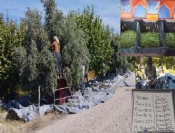 Mut'ta zeytin hasad� ba�lad� �ift�i fiyatlara tepki g�sterdi